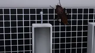 Liya insect sex(蟲奸警告)