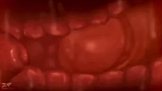 Pussy X-Ray (No Moaning, Flesh Sounds)