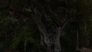 Intense Female Predator Sees You